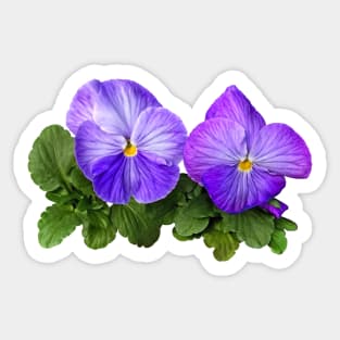 Pale Purple and White Pansy Couple Sticker